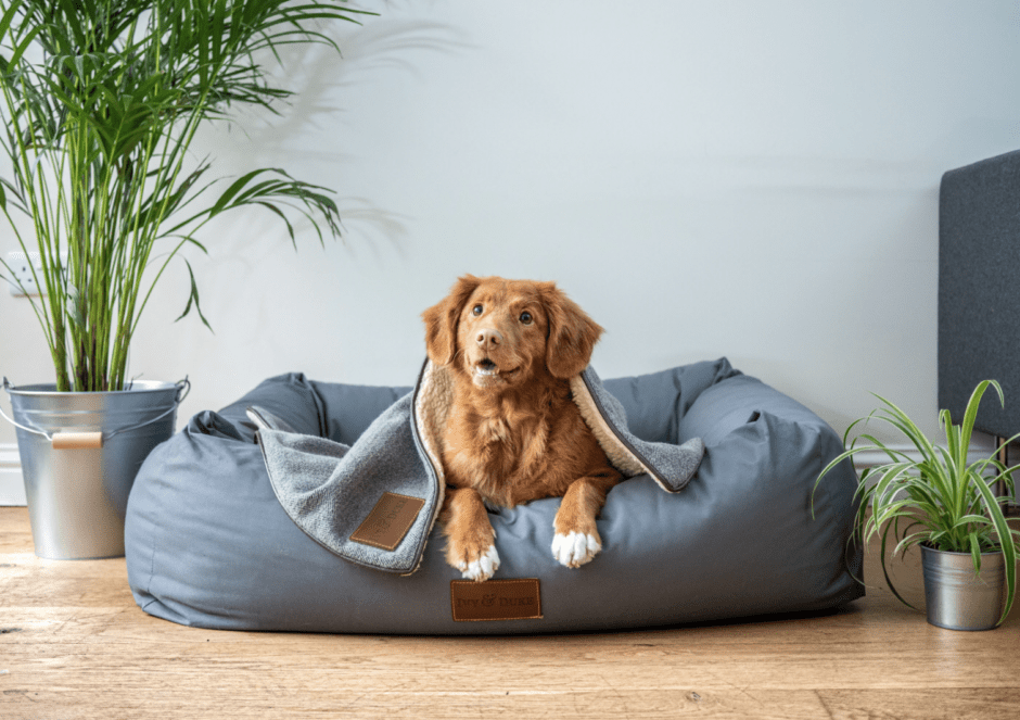 A Complete Guide to Dog Hotels